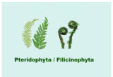Pteridophyta or Filicinophyta *