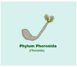 Phoronida