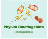 Dinoflagellata